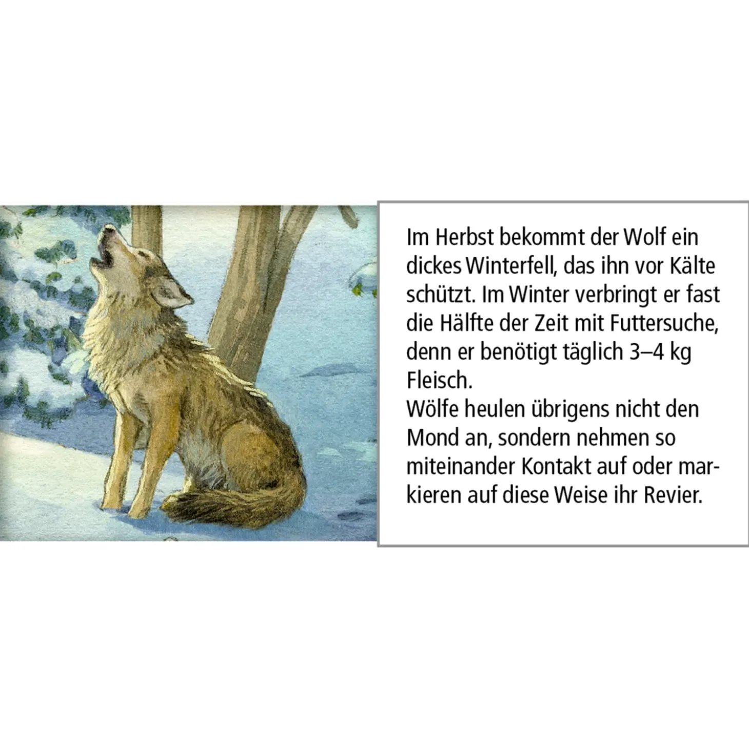 Advent Calendar "Animals In The Winter Forest"