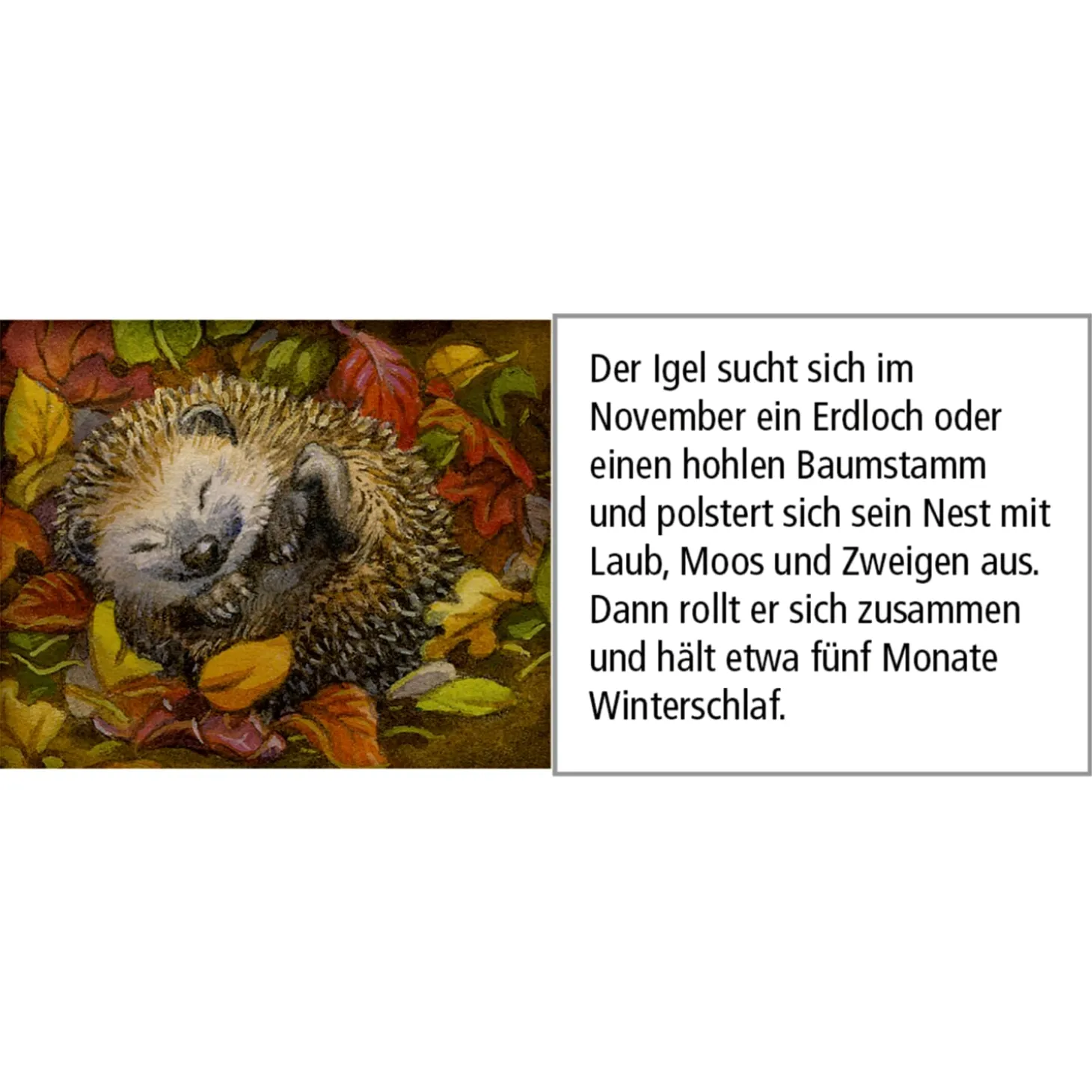 Advent Calendar "Animals In The Winter Forest"