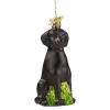 Black Labrador