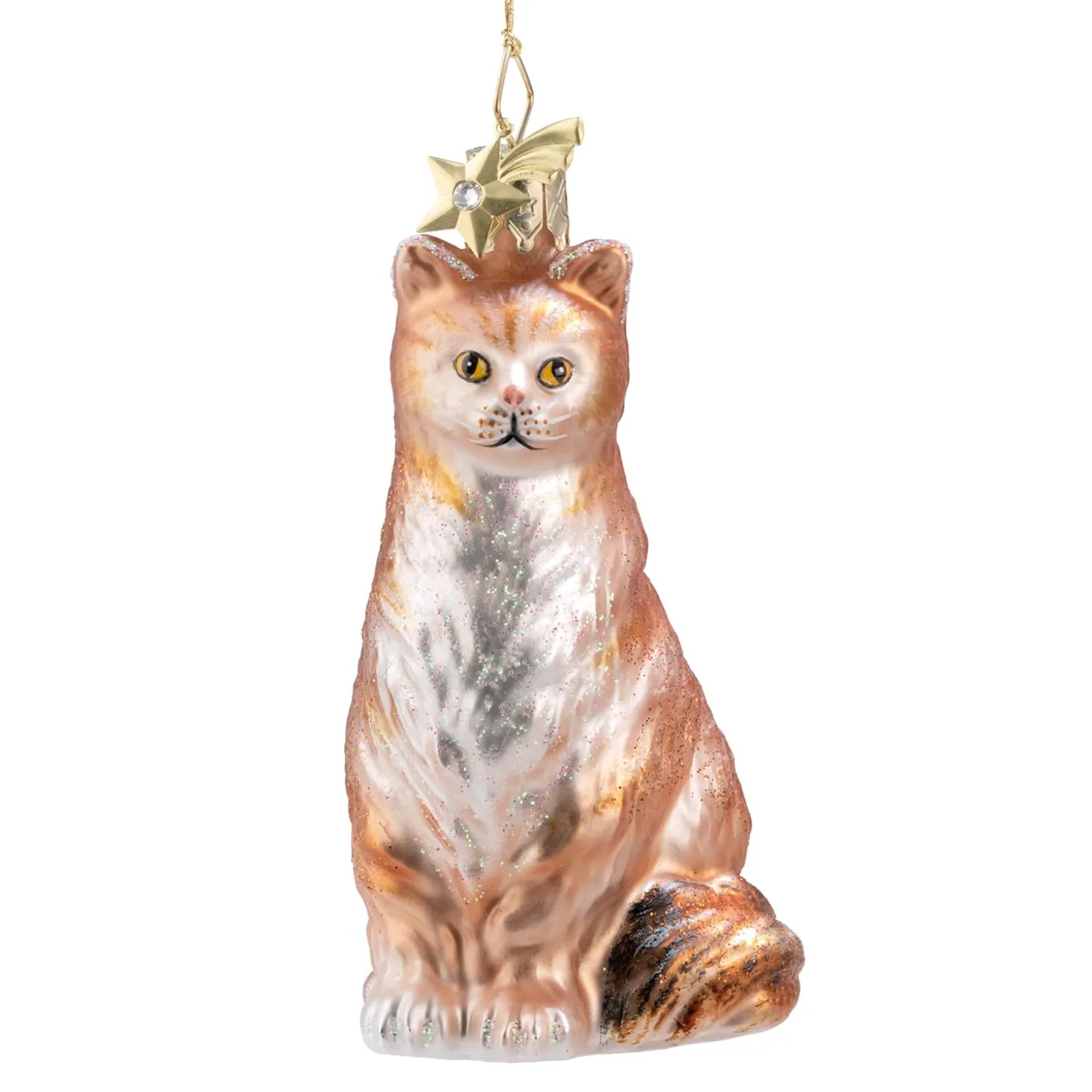 Maine Coon Cat
